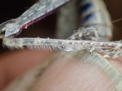 Coryphistes interioris