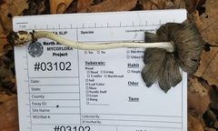 Coprinopsis mitrispora