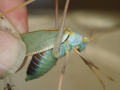 Elephantodeta nobilis