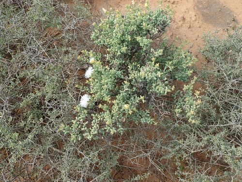 Mesembryanthemum brevicarpum