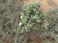 Mesembryanthemum brevicarpum