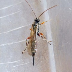 Itoplectis maculator