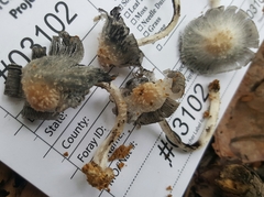 Coprinopsis mitrispora