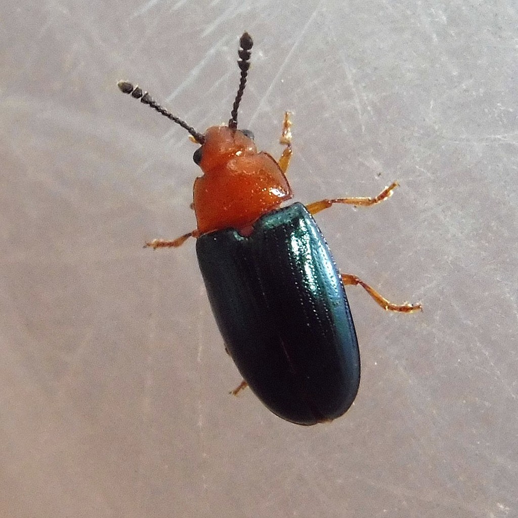 Triplax aenea