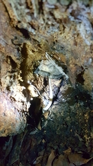 Coprinopsis mitrispora