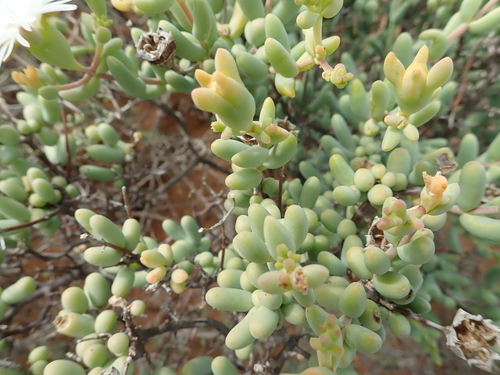 Mesembryanthemum brevicarpum (L.Bolus) Klak 2