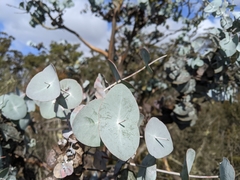 Eucalyptus perriniana