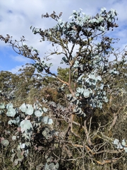 Eucalyptus perriniana
