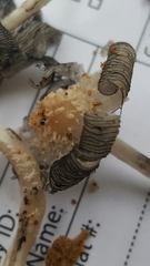 Coprinopsis mitrispora