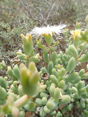 Mesembryanthemum brevicarpum