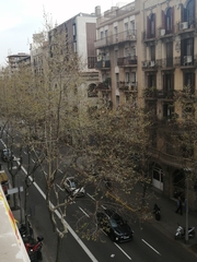 Platanus × hispanica