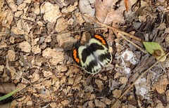 Colotis euippe omphale