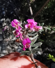 Indigofera rhodantha