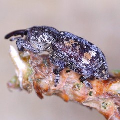 Pissodes castaneus