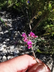 Indigofera rhodantha