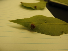 Phylloxera caryaeavellana