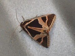Xenogenes gloriosa