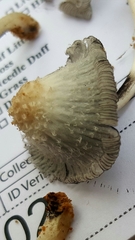 Coprinopsis mitrispora