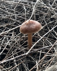 Gymnopilus allantopus