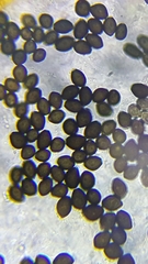 Coprinopsis mitrispora