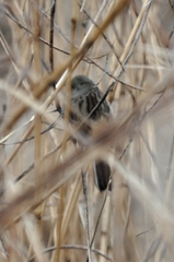 Emberiza spodocephala