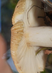 Russula neerimea