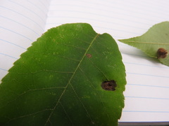 Phylloxera caryaeavellana