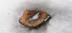 Fungi
