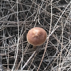 Gymnopilus allantopus