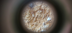 Fungi