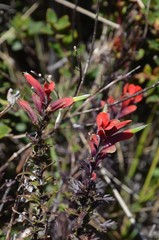 Castilleja irasuensis
