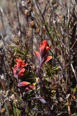Castilleja irasuensis