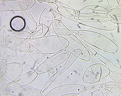 Coprinopsis mitrispora