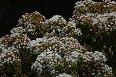 Ageratina anisochroma