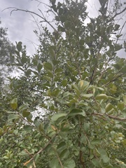 Combretum hereroense hereroense