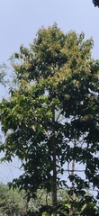 Vateria indica