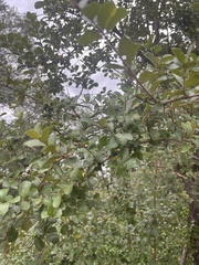 Combretum hereroense hereroense