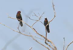 Deroptyus accipitrinus