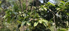 Vateria indica