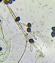 Coprinopsis mitrispora