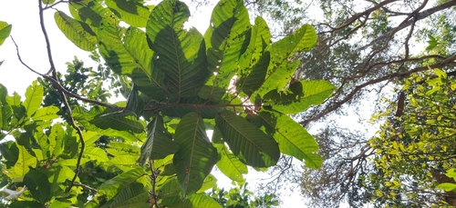 Image of Vateria indica by (c) T R Shankar Raman, some rights reserved (CC BY)