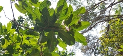 Vateria indica