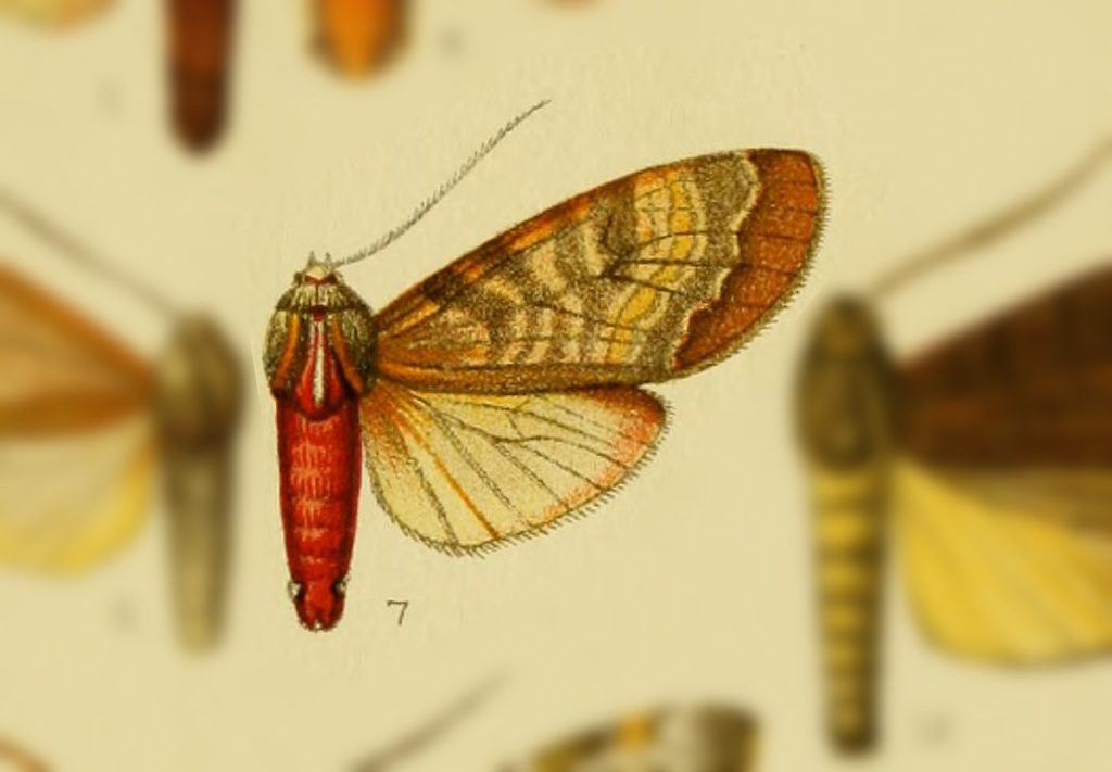 Amastus affinis