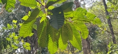 Vateria indica