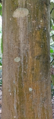 Vateria indica