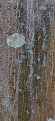 Vateria indica