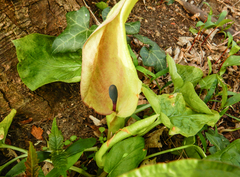 Arum maculatum