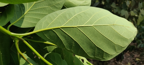 Terminalia bellirica