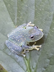 Cochranella euknemos