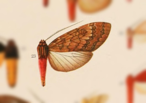 Amastus rosenbergi